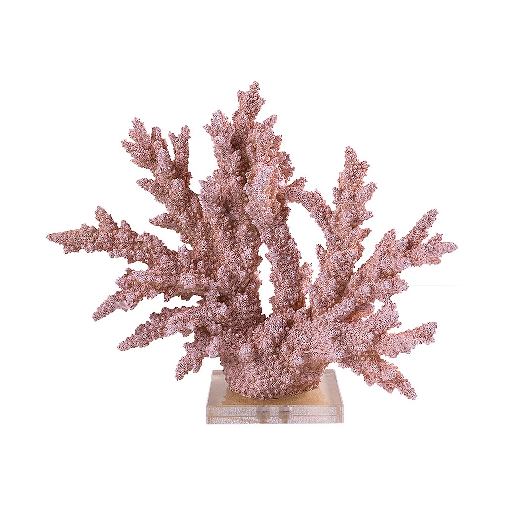 Coral decorativo salmão